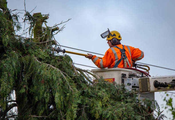 How Our Tree Care Process Works  in  York, AL