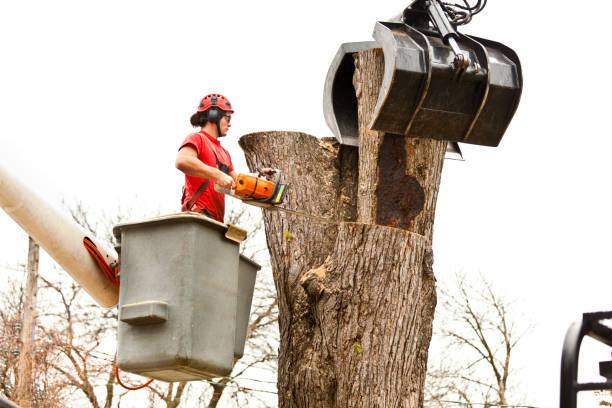 Professional Tree Services in York, AL